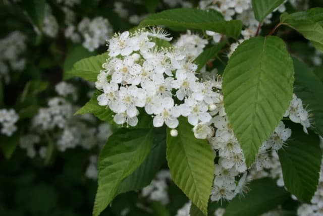 SORBUS ALNIFOLIA BRANCH/LEAF EXTRACT 대표 사진