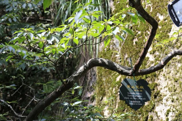 SORBUS COMMIXTA BRANCH EXTRACT 대표 사진