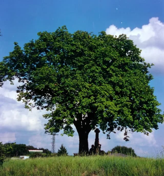 SORBUS TORMINALIS FRUIT EXTRACT 대표 사진