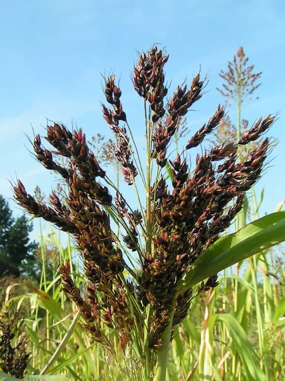 SORGHUM BICOLOR LEAF/STEM EXTRACT 대표 사진