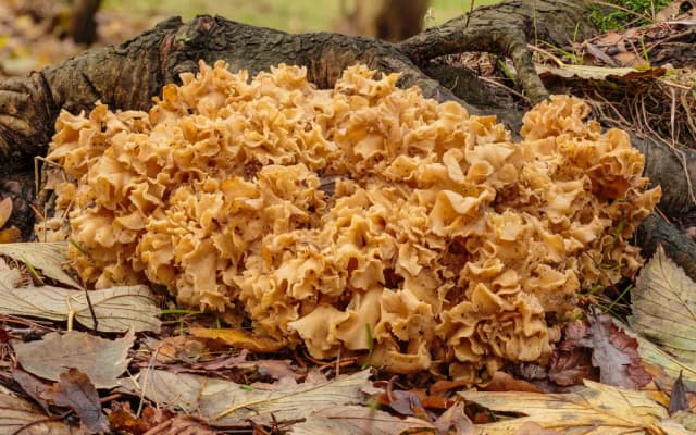 SPARASSIS CRISPA MYCELIUM EXTRACT 대표 사진
