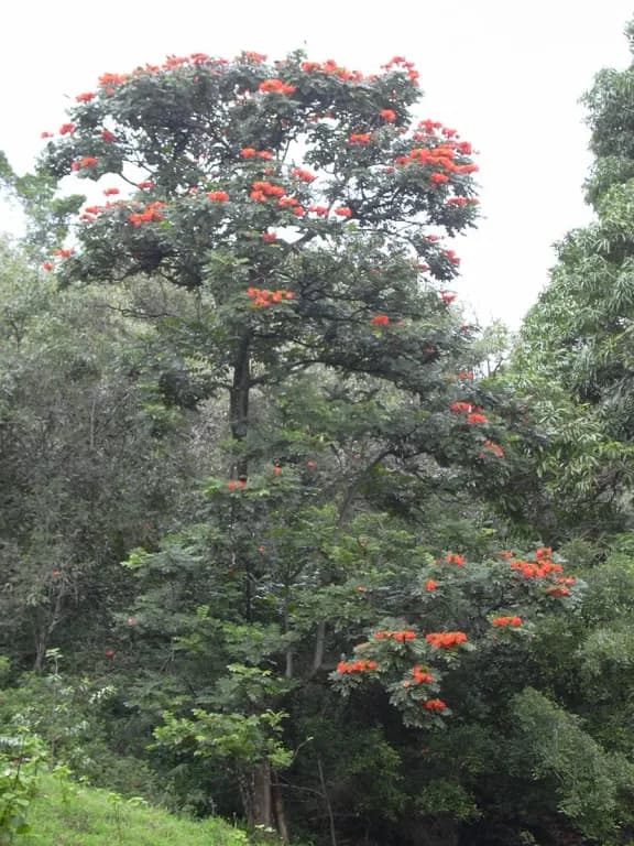 SPATHODEA CAMPANULATA FLOWER EXTRACT 대표 사진