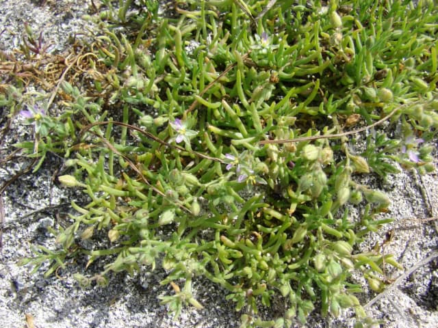 SPERGULARIA MARINA EXTRACT 대표 사진