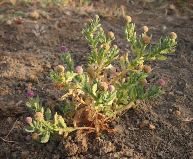SPHAERANTHUS INDICUS EXTRACT 대표 사진