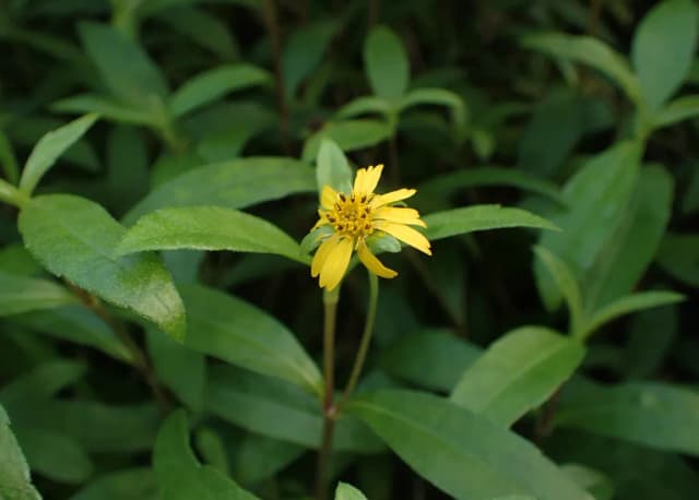 SPHAGNETICOLA CALENDULACEA LEAF/STEM POWDER 대표 사진