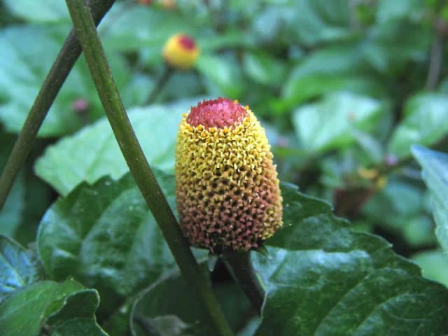 SPILANTHES ACMELLA FLOWER VESICLES 대표 사진