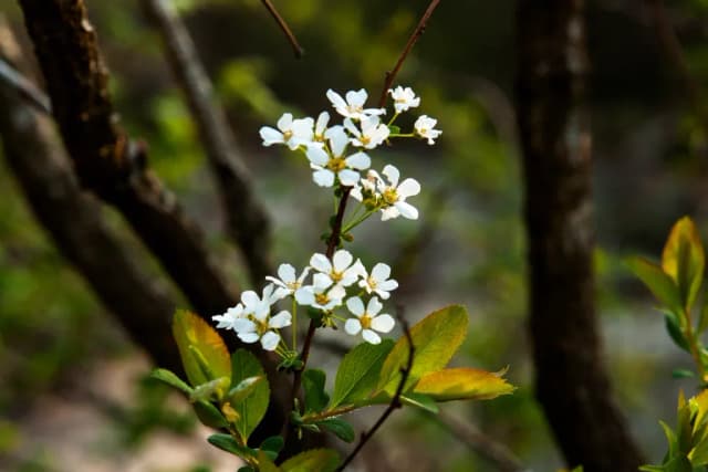 SPIRAEA PRUNIFOLIA FLOWER 대표 사진