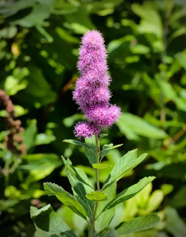 SPIRAEA SALICIFOLIA EXTRACT 대표 사진
