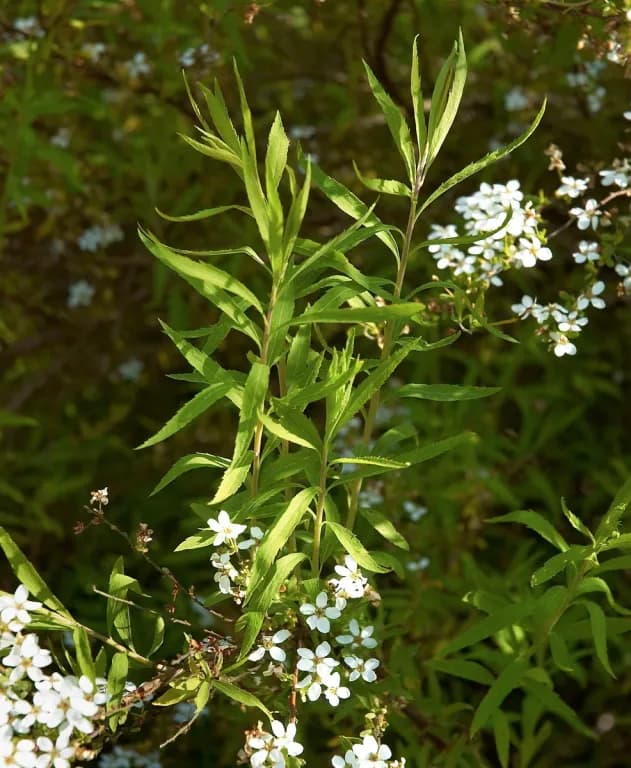 SPIRAEA THUNBERGII LEAF EXTRACT 대표 사진