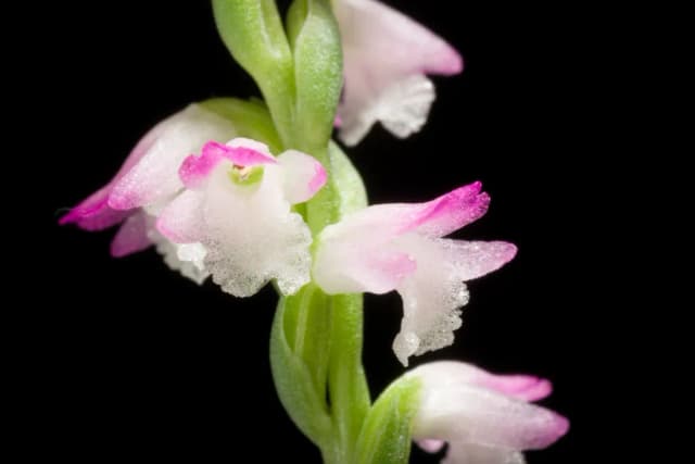 SPIRANTHES SINENSIS FLOWER/LEAF/STEM EXTRACT 대표 사진
