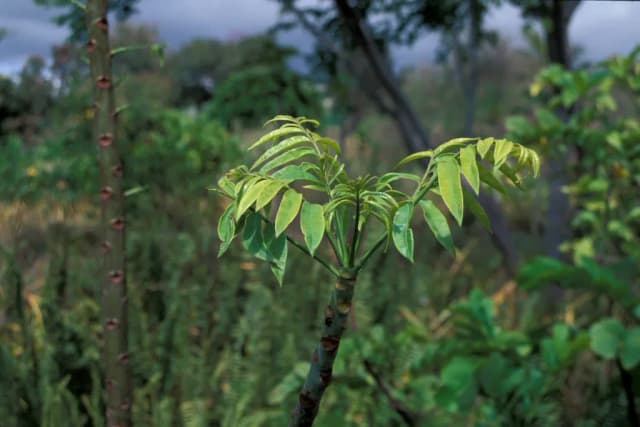 SPONDIAS DULCIS EXTRACT 대표 사진