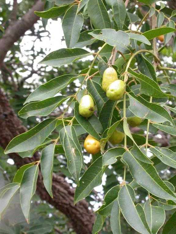 SPONDIAS MOMBIN FRUIT EXTRACT 대표 사진