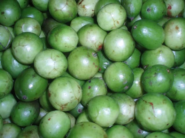SPONDIAS TUBEROSA FRUIT EXTRACT 대표 사진