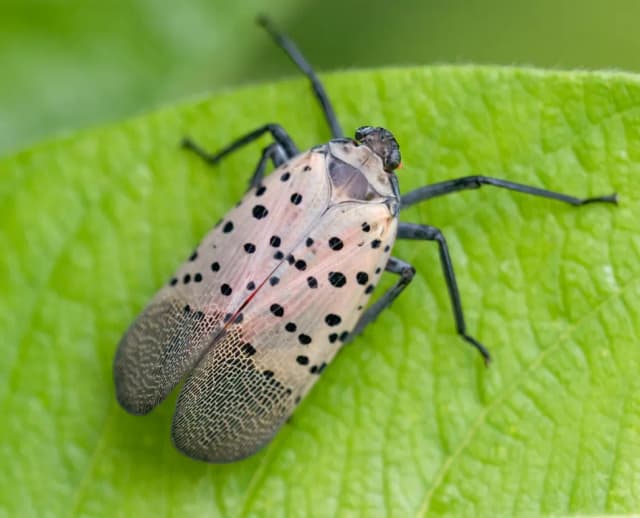 SPOTTED LANTERNFLY EXTRACT 대표 사진