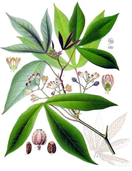 MANIHOT UTILISSIMA ROOT FIBER 대표 사진