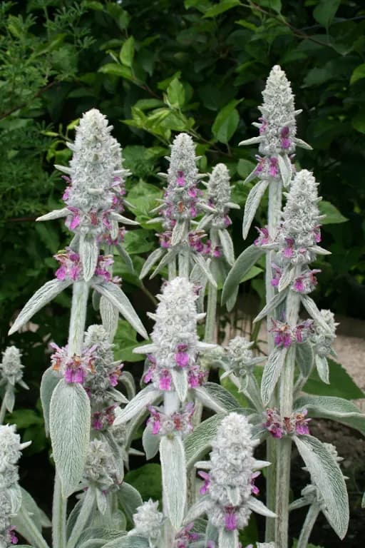 STACHYS BYZANTINA FLOWER/LEAF/STEM EXTRACT 대표 사진
