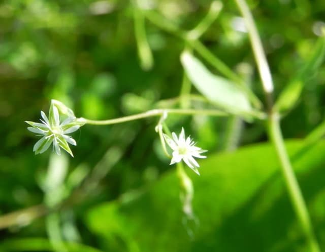 STELLARIA ALSINE FLOWER/LEAF/STEM EXTRACT 대표 사진