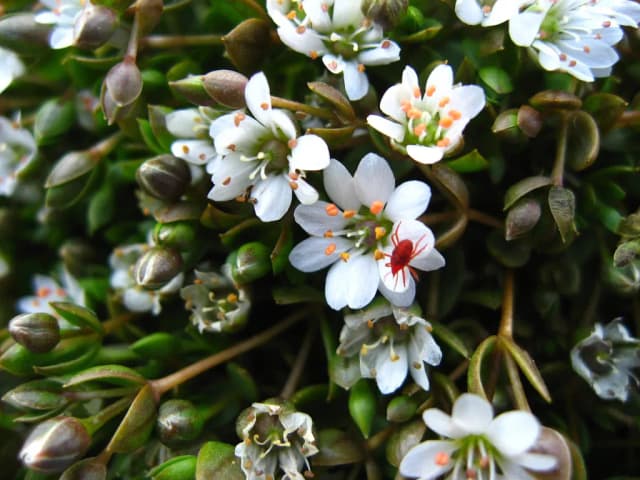 STELLARIA HUMIFUSA CALLUS EXTRACT 대표 사진