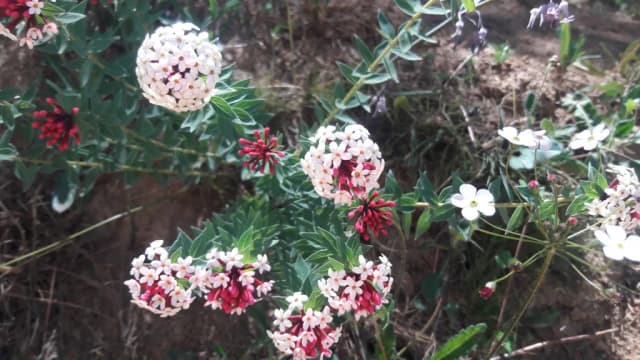 STELLERA CHAMAEJASME FLOWER/LEAF/STEM EXTRACT 대표 사진