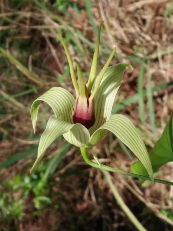 STEMONA TUBEROSA ROOT EXTRACT 대표 사진