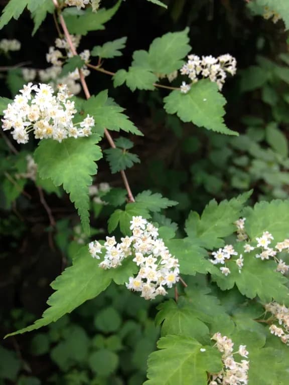 STEPHANANDRA INCISA STEM EXTRACT 대표 사진