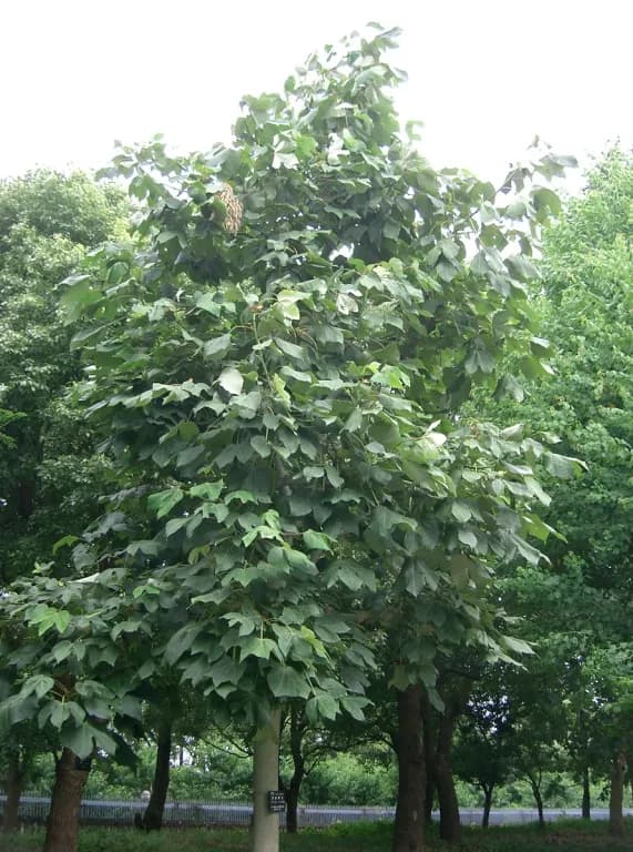 STERCULIA PLATANIFOLIA BRANCH/LEAF EXTRACT 대표 사진