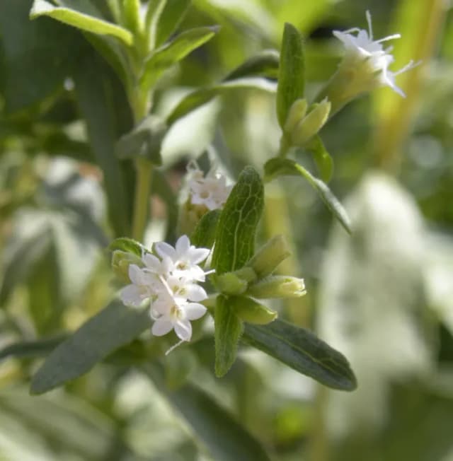 STEVIA REBAUDIANA LEAF EXTRACT 대표 사진