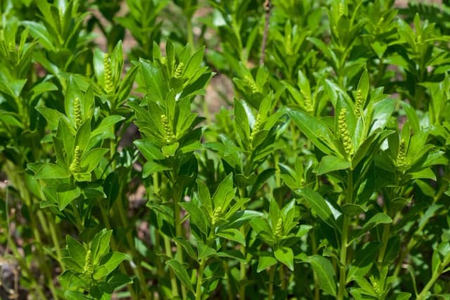 STILLINGIA SYLVATICA ROOT EXTRACT 대표 사진
