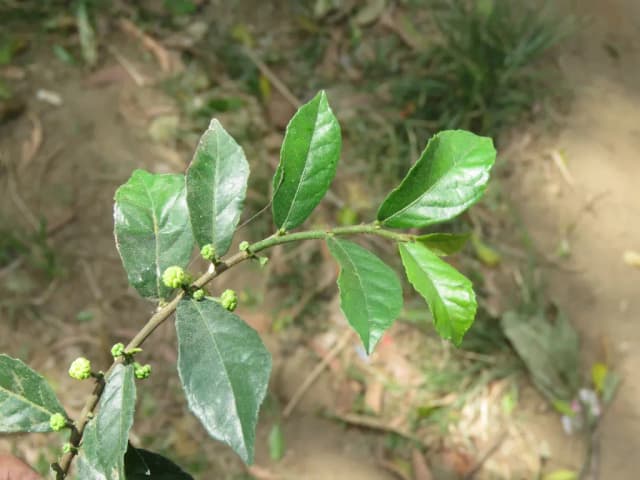 STREBLUS ASPER LEAF EXTRACT 대표 사진