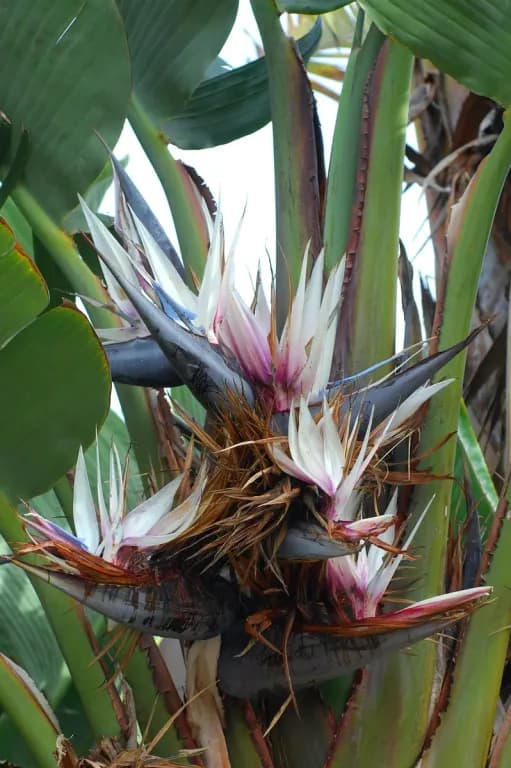 STRELITZIA NICOLAI SEED ARIL EXTRACT 대표 사진