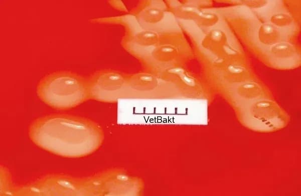 STREPTOCOCCUS ZOOEPIDEMICUS EXTRACT 대표 사진