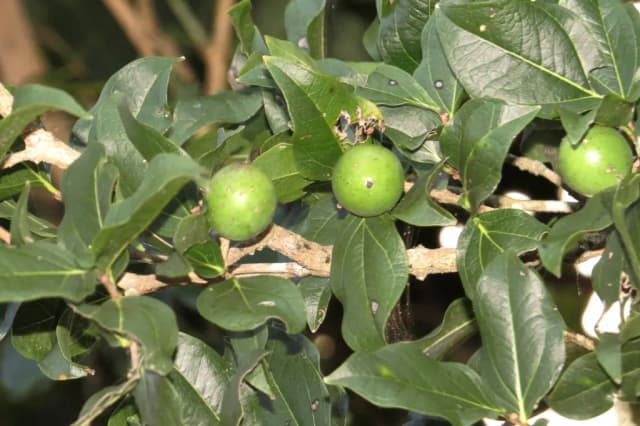 STRYCHNOS POTATORUM SEED OIL 대표 사진