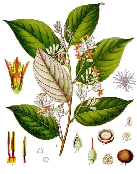 STYRAX BENZOIN RESIN OIL 대표 사진