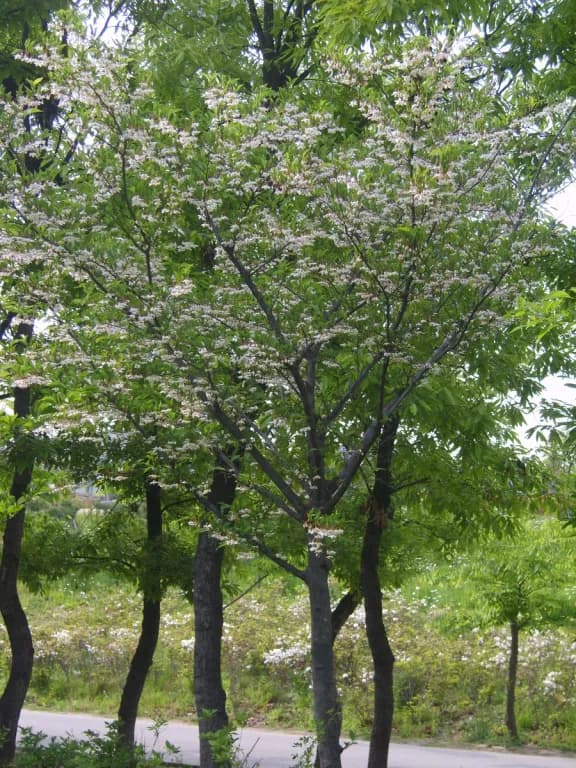 STYRAX JAPONICUS LEAF EXTRACT 대표 사진