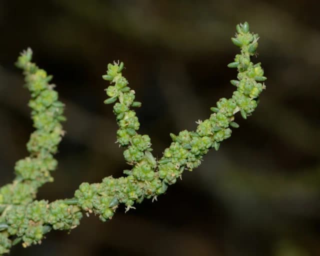 SUAEDA FRUTICOSA FLOWER/LEAF/TWIG EXTRACT 대표 사진
