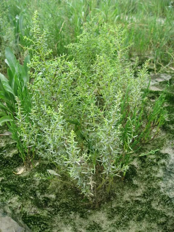 SUAEDA MARITIMA FLOWER/LEAF/STEM EXTRACT 대표 사진