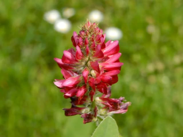 SULLA CORONARIA FLOWER EXTRACT 대표 사진