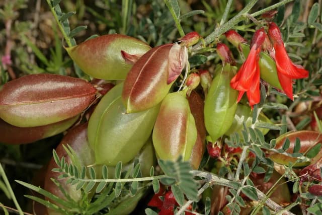 SUTHERLANDIA FRUTESCENS LEAF EXTRACT 대표 사진
