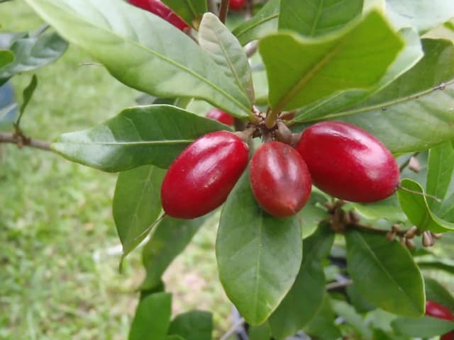 SYNSEPALUM DULCIFICUM SEED OIL 대표 사진