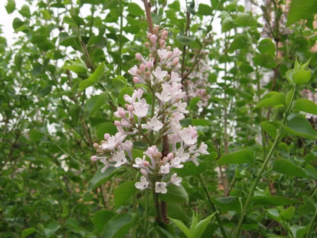 SYRINGA OBLATA BARK/LEAF POWDER 대표 사진