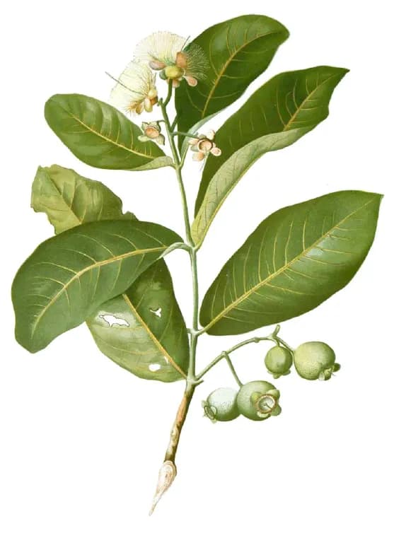 SYZYGIUM AQUEUM FRUIT WATER 대표 사진
