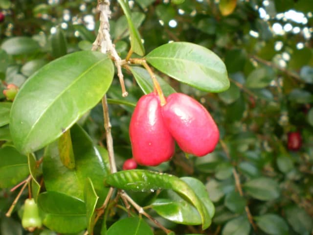 SYZYGIUM AUSTRALE FRUIT EXTRACT 대표 사진