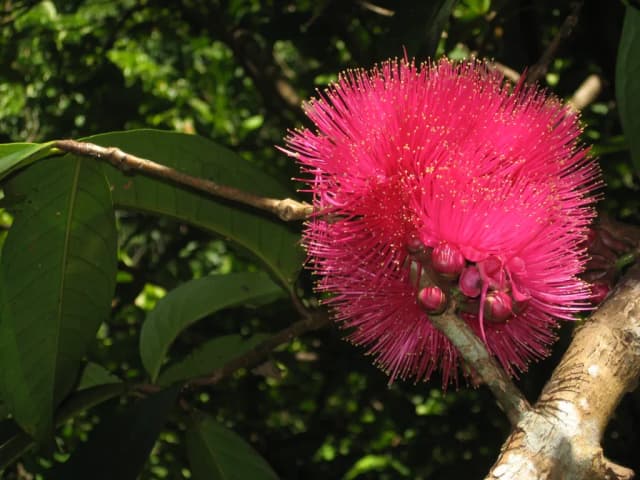 SYZYGIUM MALACCENSE SHOOT EXTRACT 대표 사진