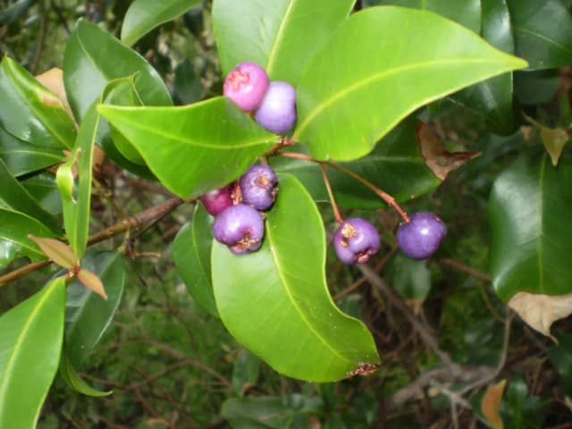 SYZYGIUM OLEOSUM BRANCH/LEAF OIL 대표 사진