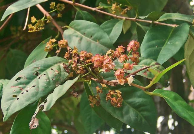 SYZYGIUM POLYANTHUM LEAF POWDER 대표 사진