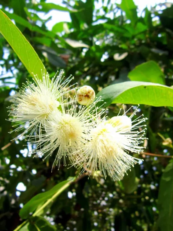 SYZYGIUM SAMARANGENSE FRUIT EXTRACT 대표 사진
