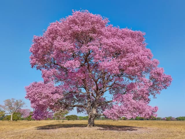 TABEBUIA AVELLANEDAE BARK POWDER 대표 사진