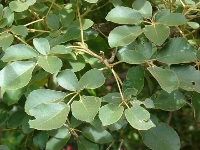 TABEBUIA SERRATIFOLIA WOOD EXTRACT 대표 사진