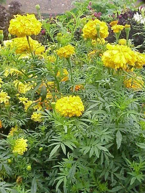 TAGETES ERECTA FLOWER OIL 대표 사진