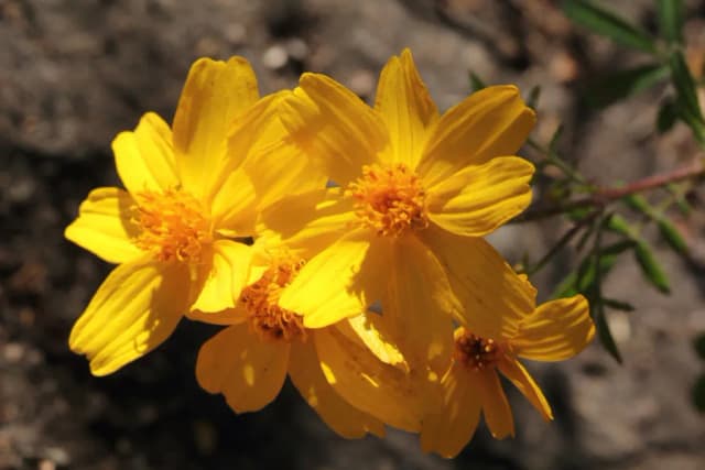 TAGETES LEMMONII FLOWER EXTRACT 대표 사진